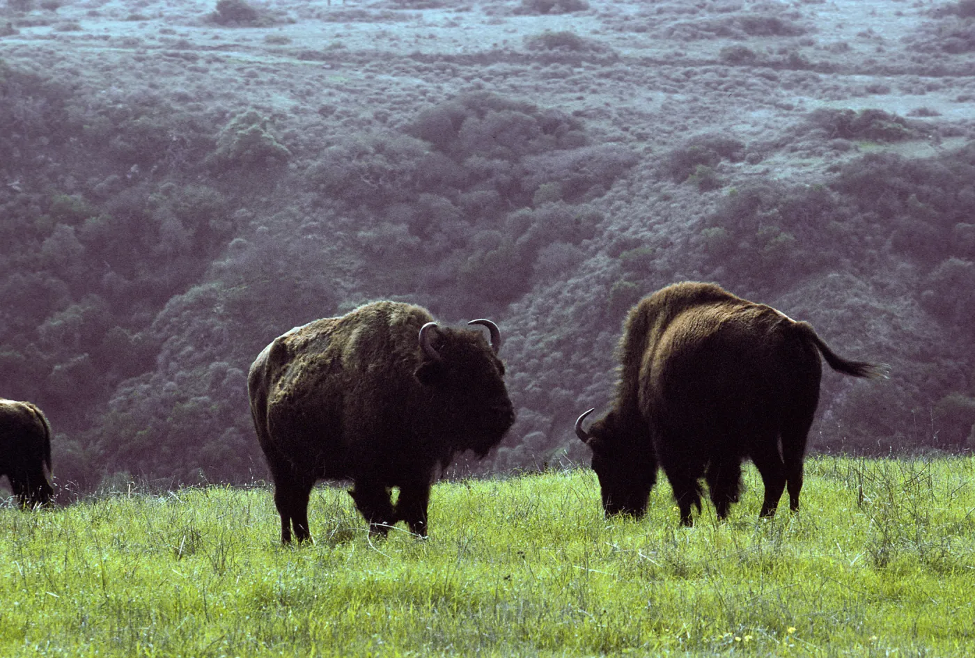 bison above Little Harbor, Santa Catalina Island