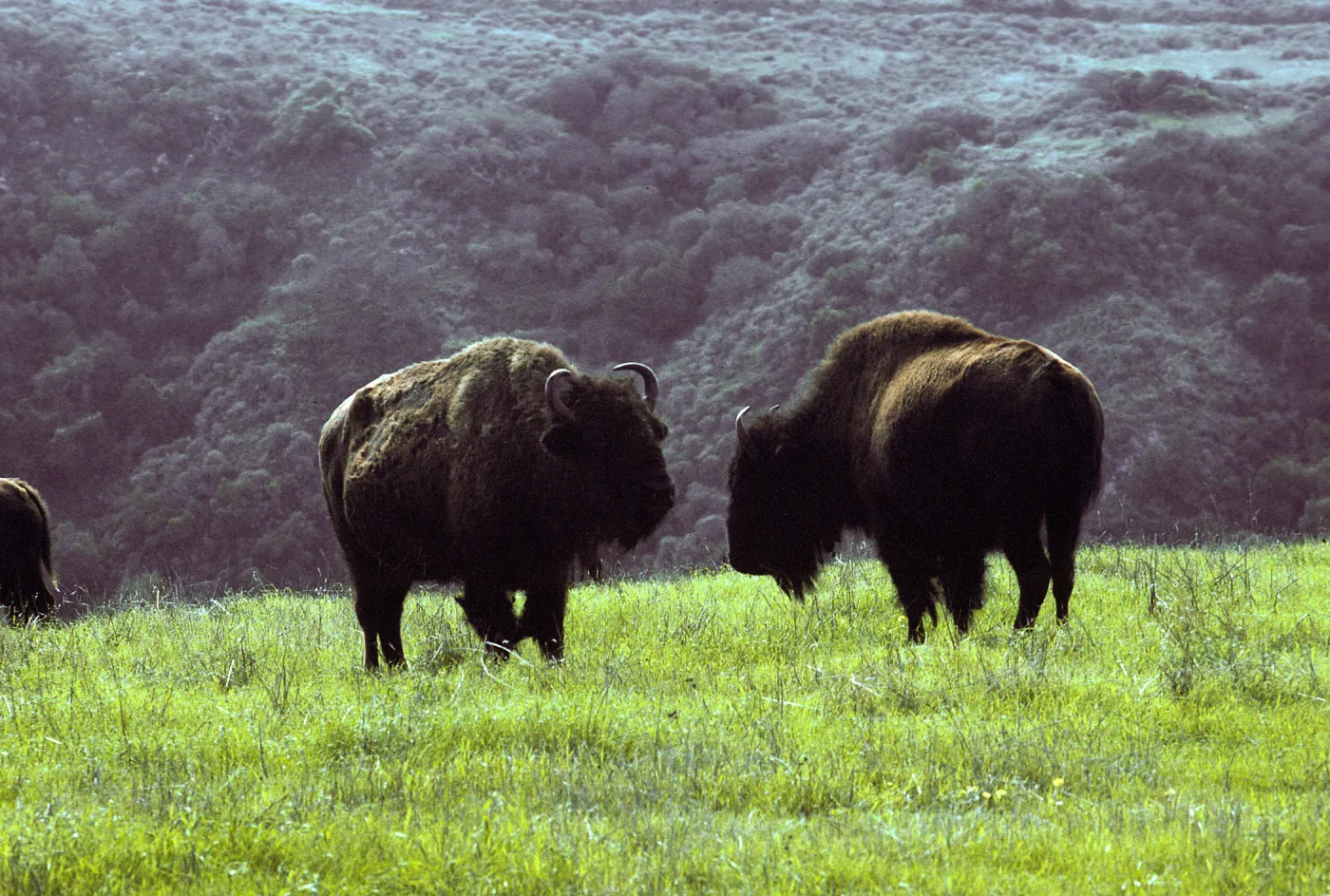 bison above Little Harbor, Santa Catalina Island