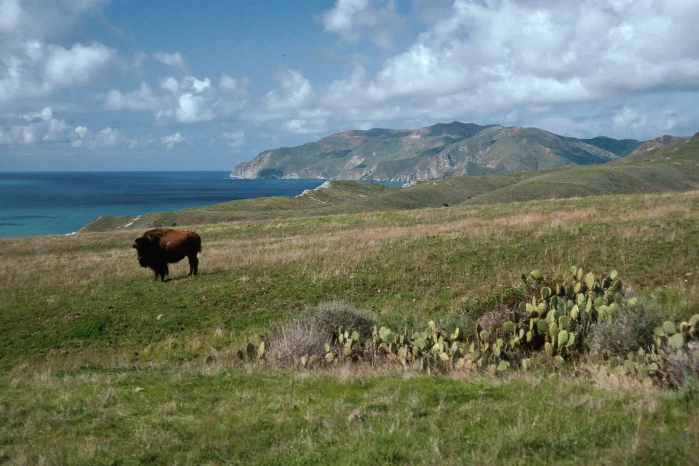 Bison, Little Harbor Road, Santa Catalina Island
