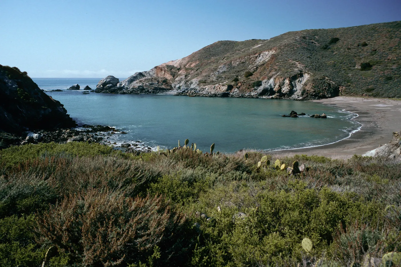 Little Harbor, Coastal Sage Scrub in foreground, Santa Catalina Island