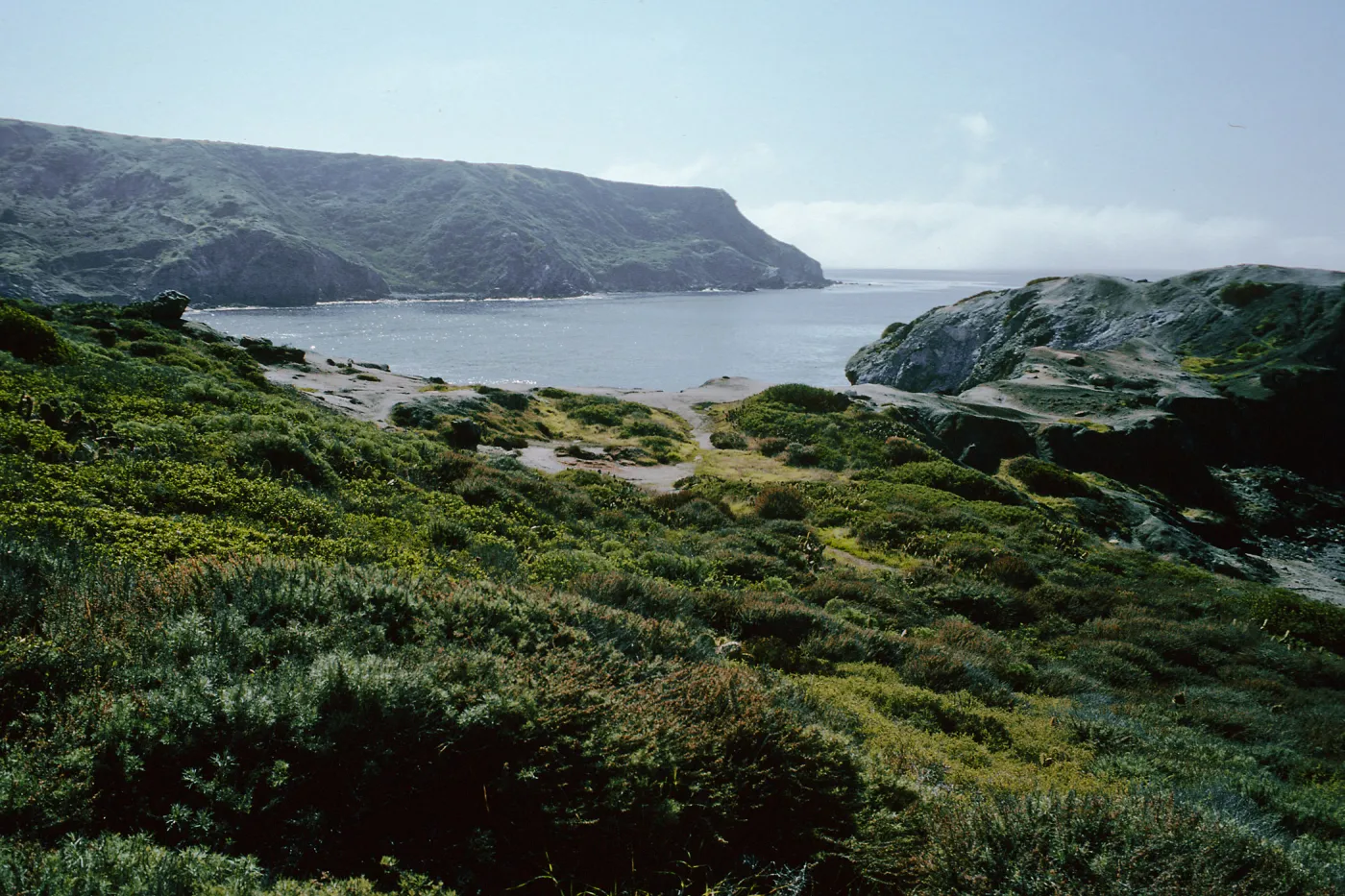 Little Harbor, Coastal Sage Scrub, Santa Catalina Island