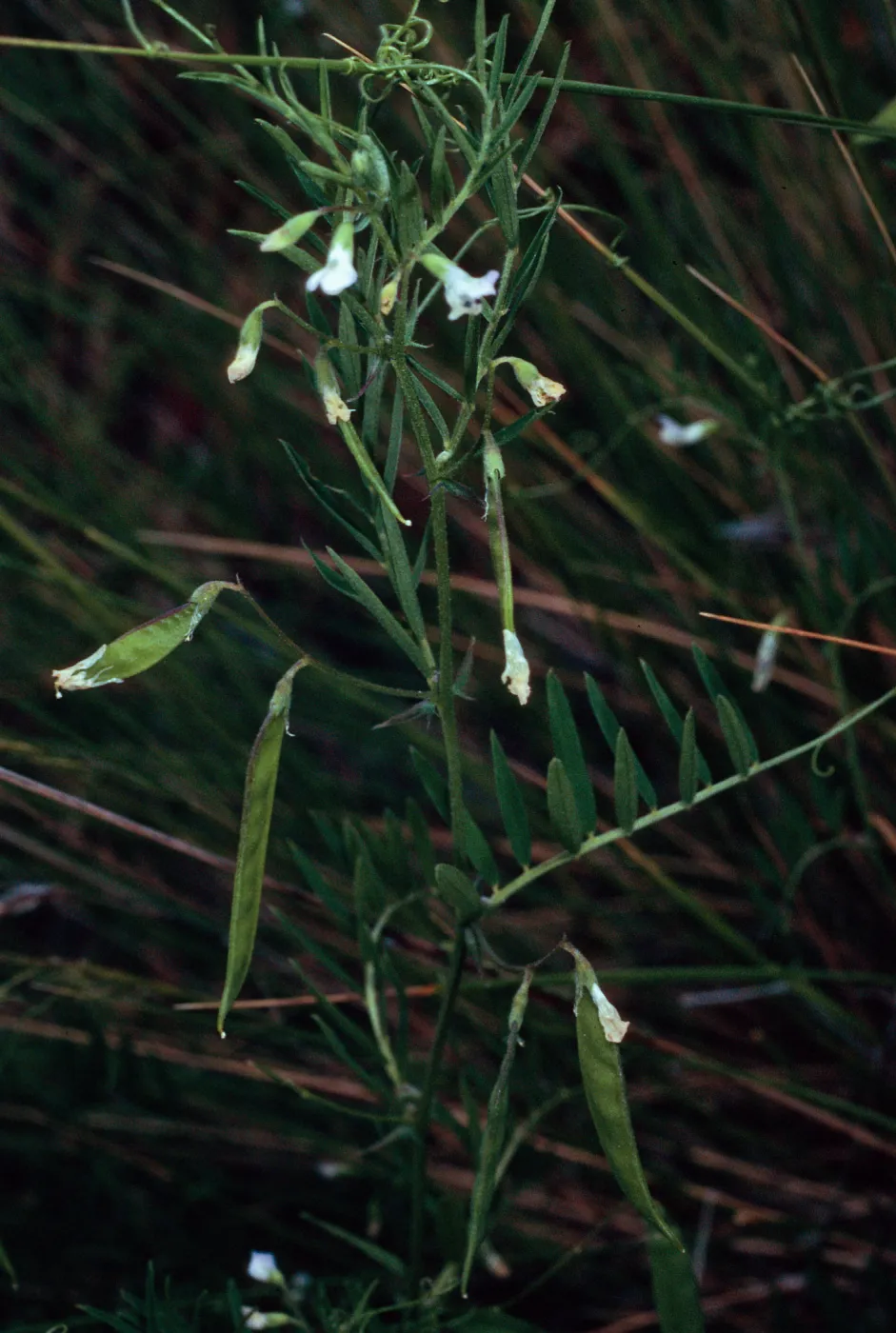 Vicia, Santa Catalina Island