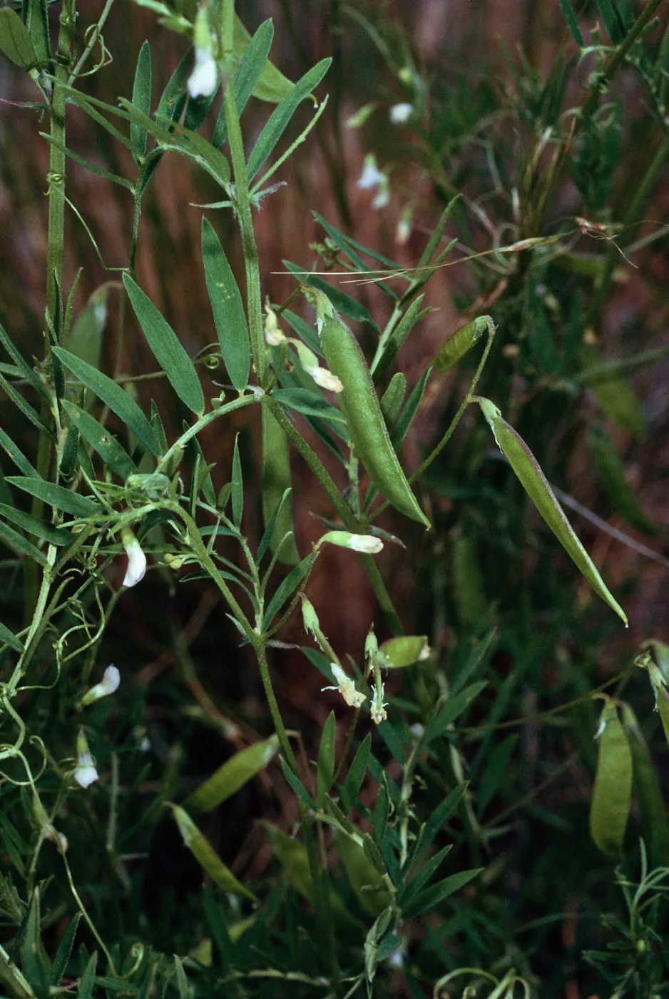Vicia, Santa Catalina Island