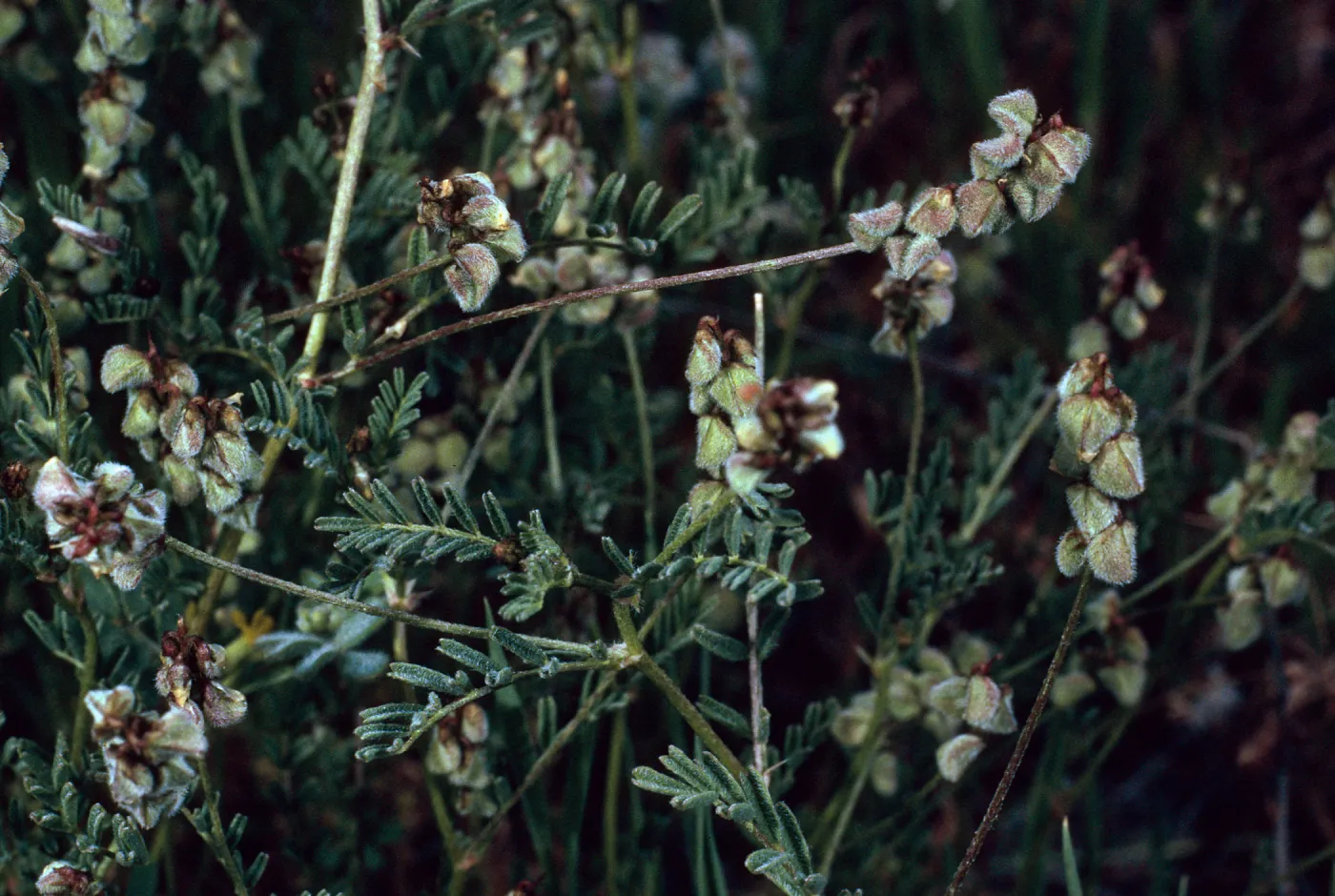 Astragalus gambelianus, Santa Catalina Island