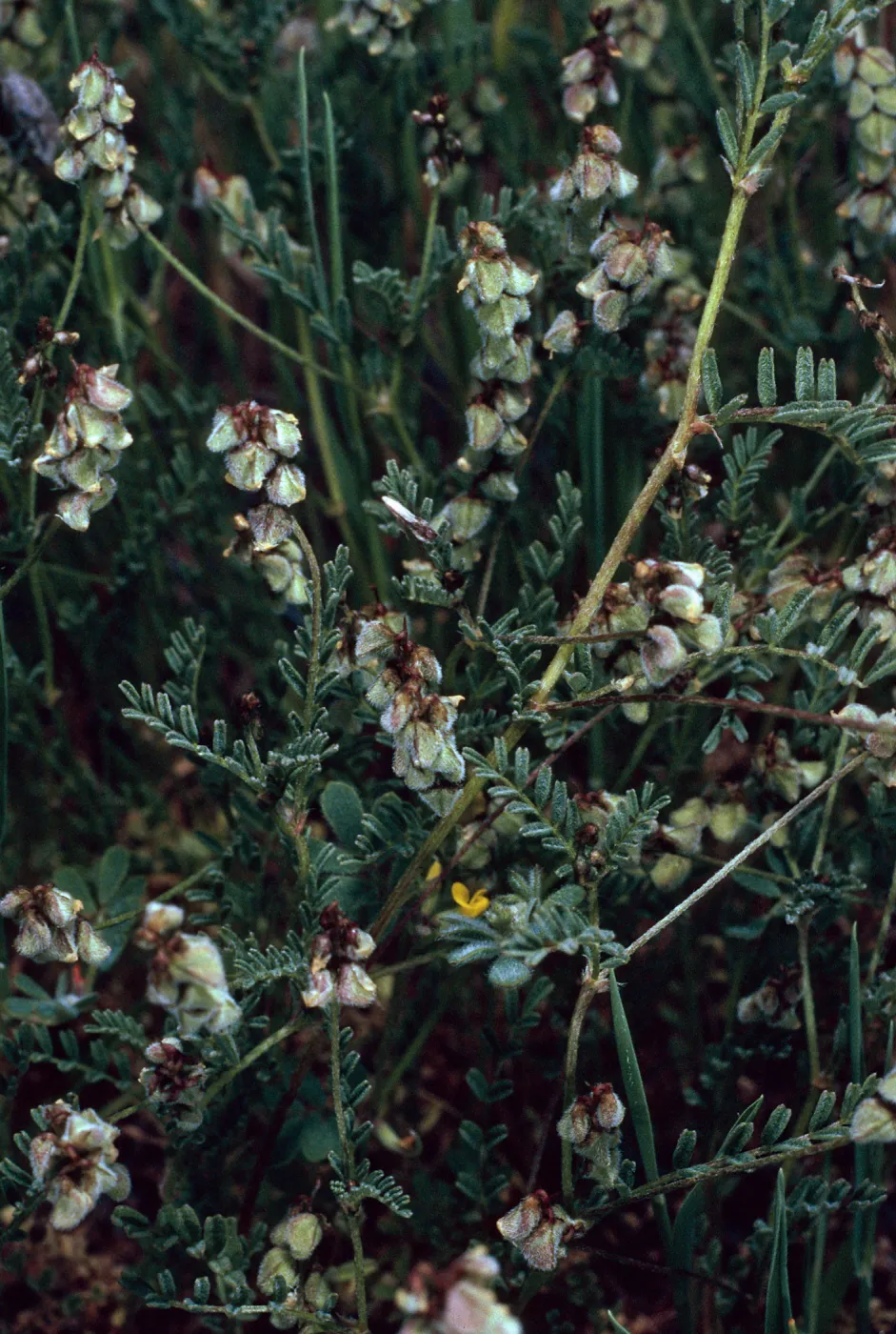 Astragalus gambelianus, Santa Catalina Island