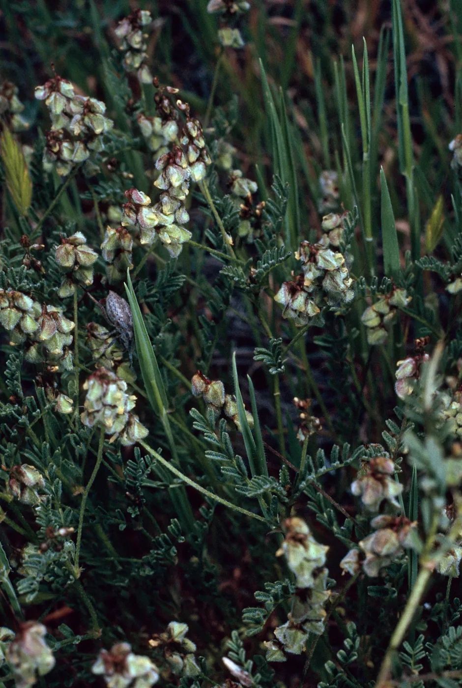 Astragalus gambelianus, Santa Catalina Island