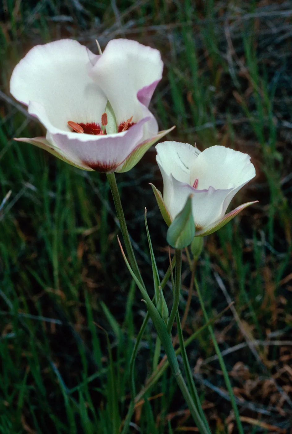 Calochortus catalinae, Santa Catalina Island