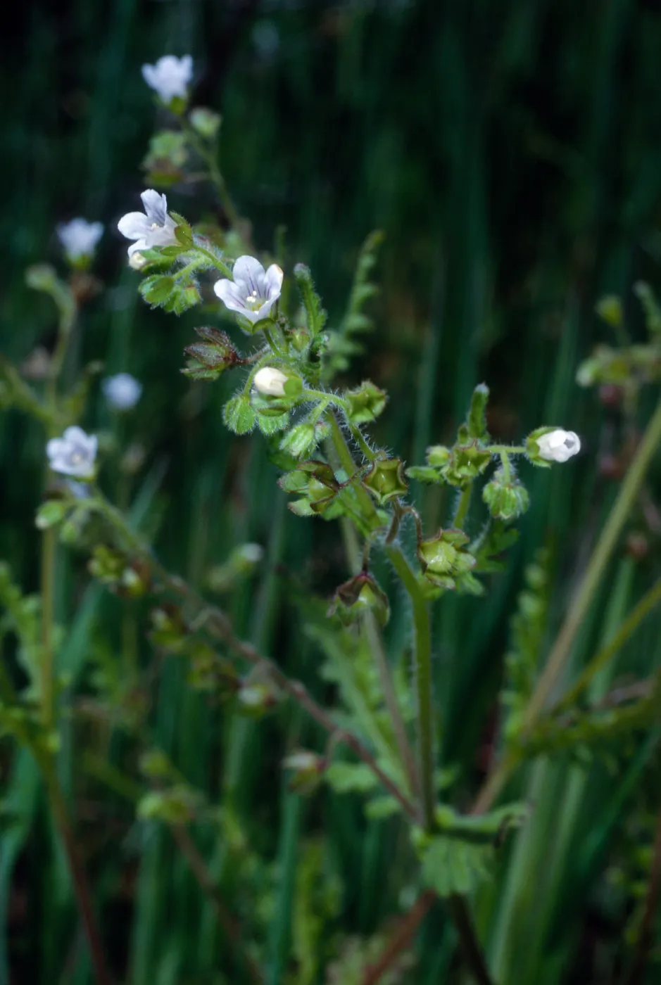 Eucrypta, Santa Catalina Island