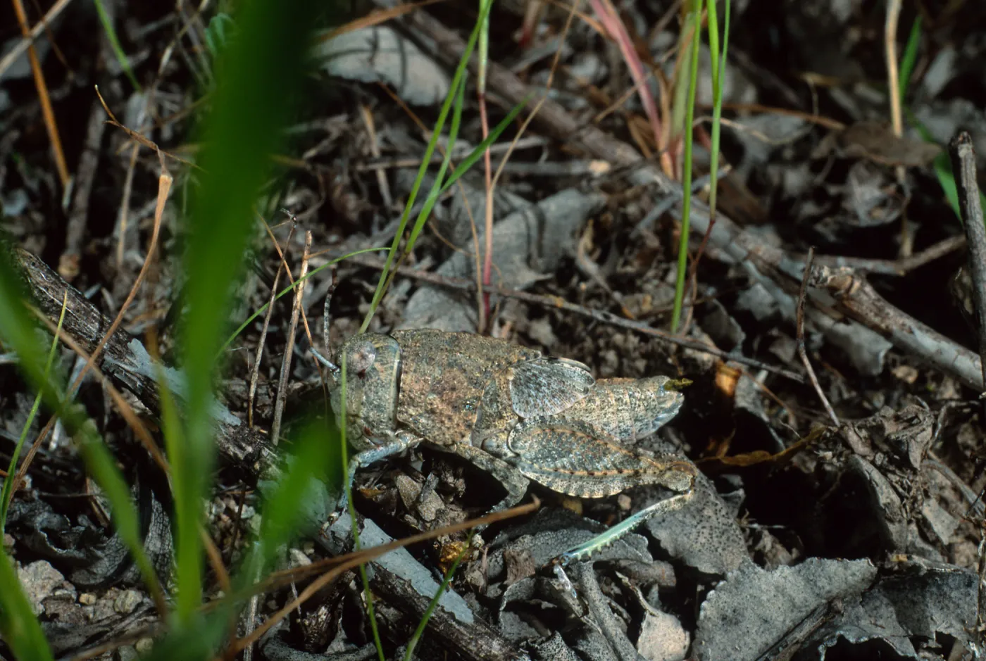 grasshopper, Cape Canyon, Santa Catalina Island