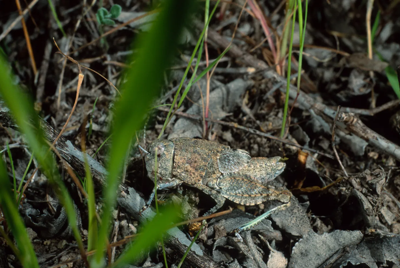 grasshopper, Cape Canyon, Santa Catalina Island