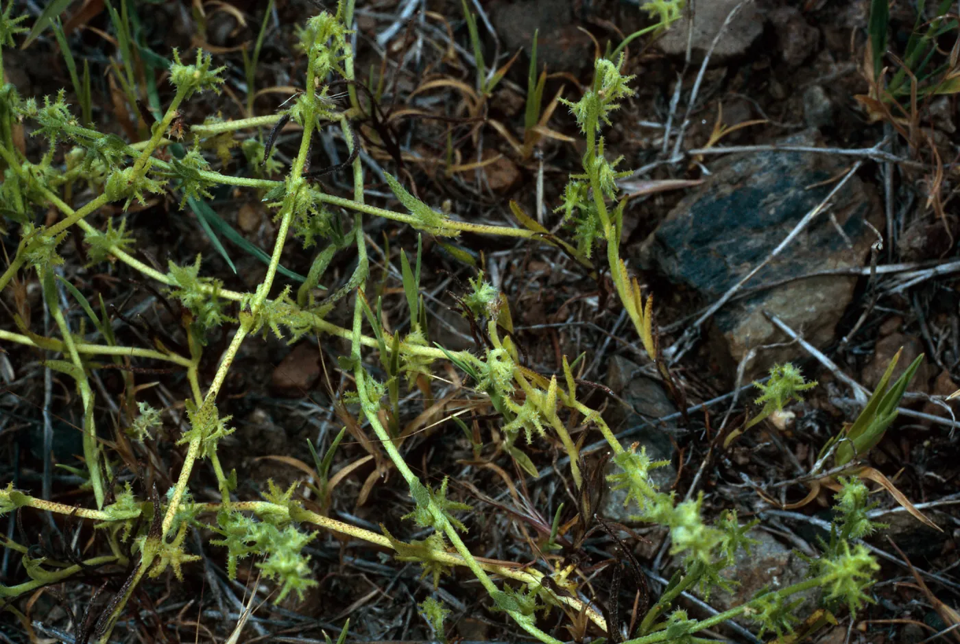 Harpagonella palmeri,Santa Catalina Island