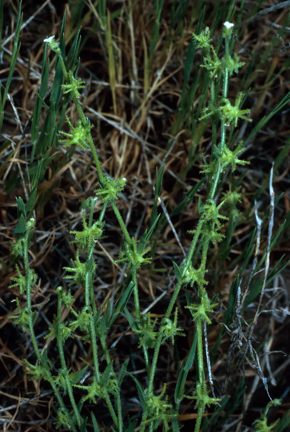 Harpagonella palmeri,Santa Catalina Island