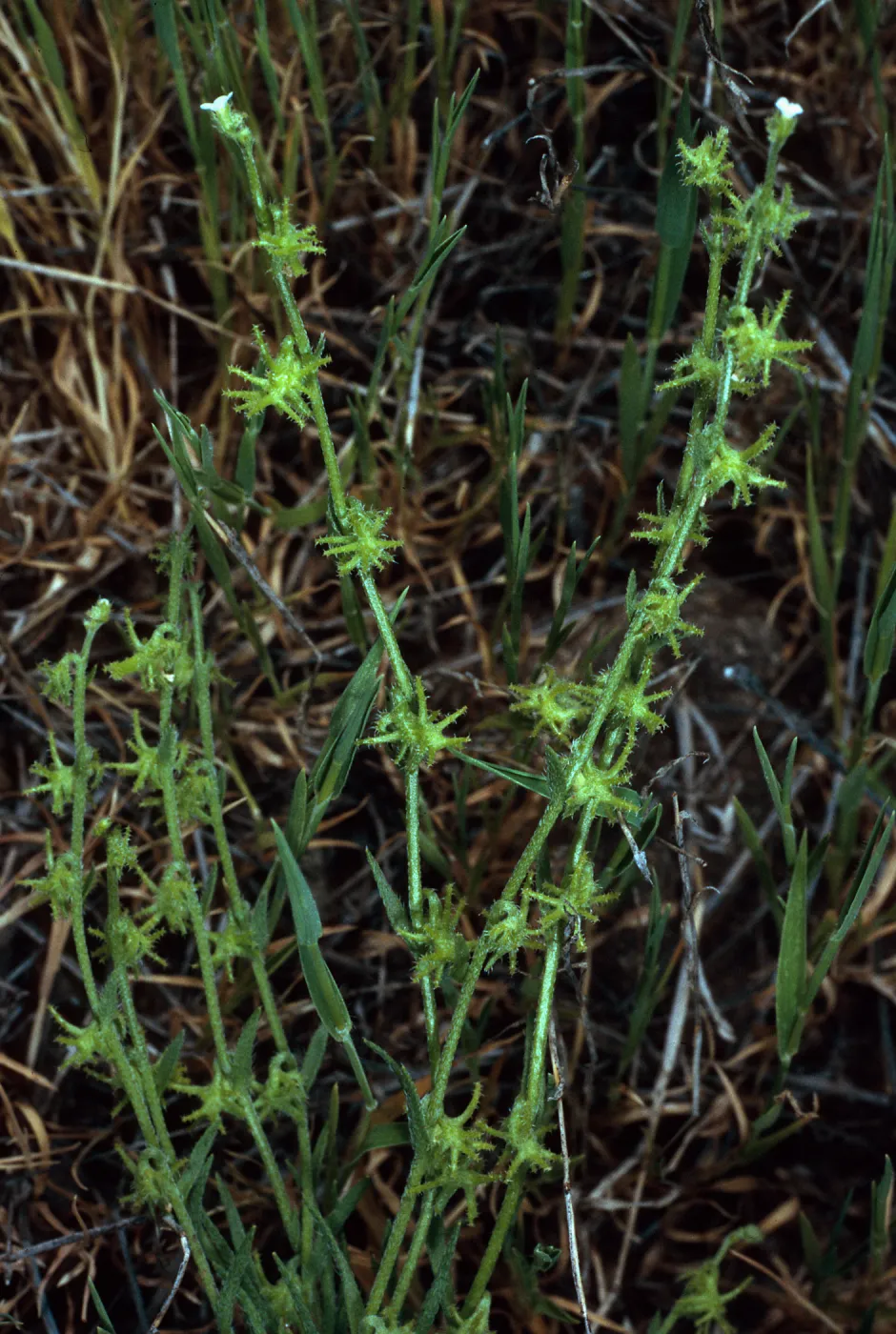 Harpagonella palmeri, Santa Catalina Island
