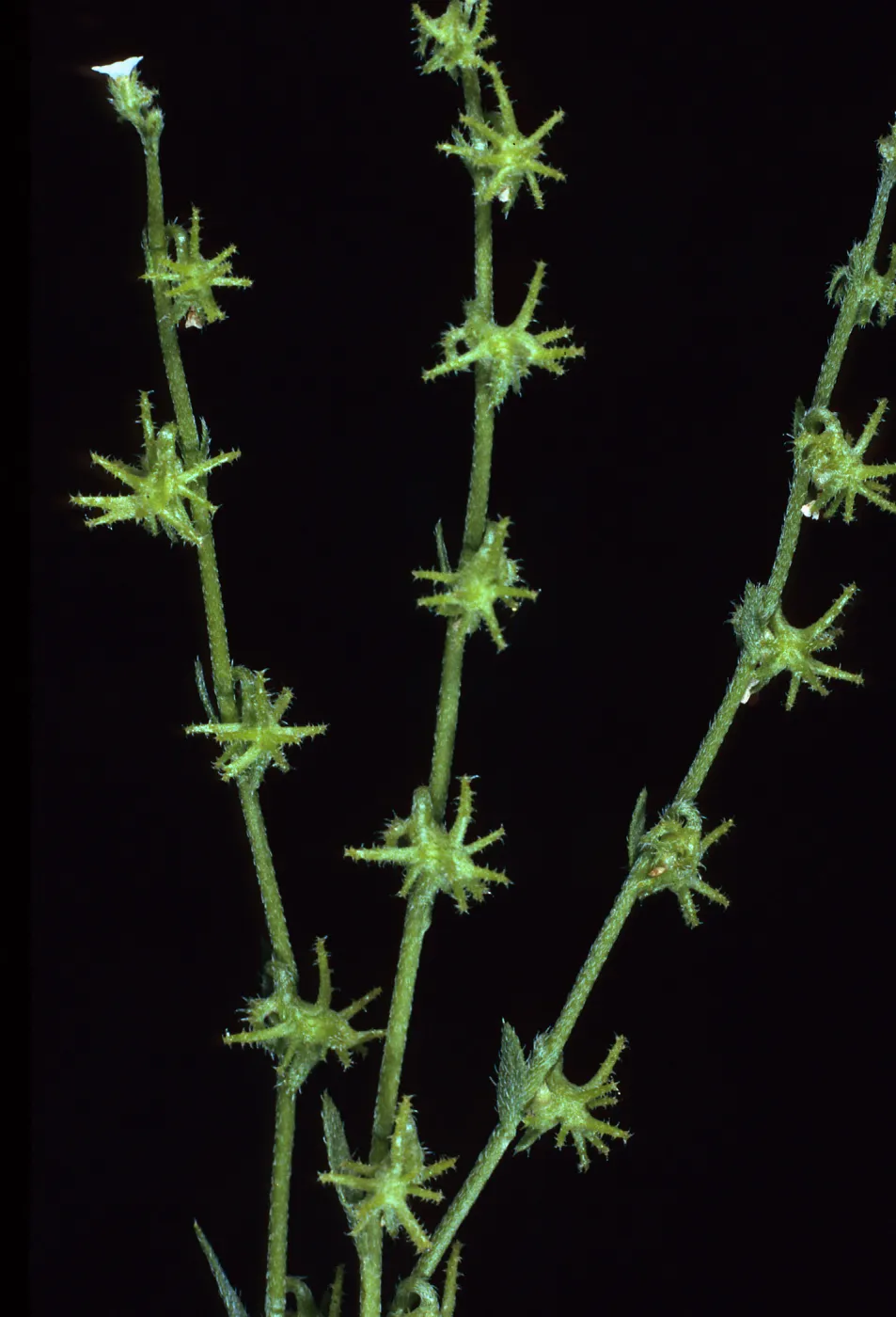 Harpagonella palmeri, Santa Catalina Island