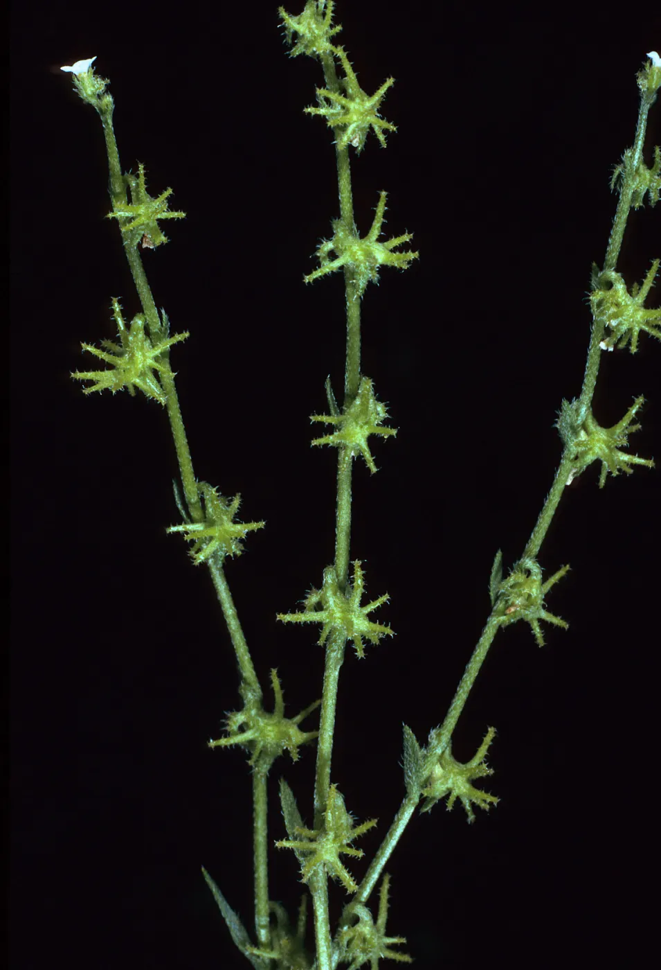 Harpagonella palmeri, Santa Catalina Island