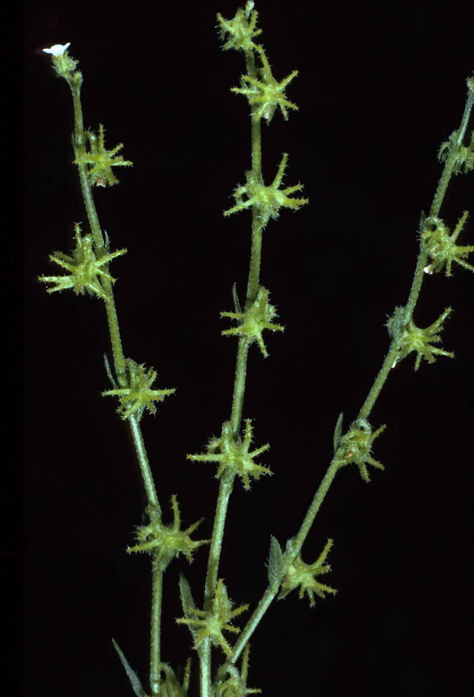 Harpagonella palmeri, Santa Catalina Island