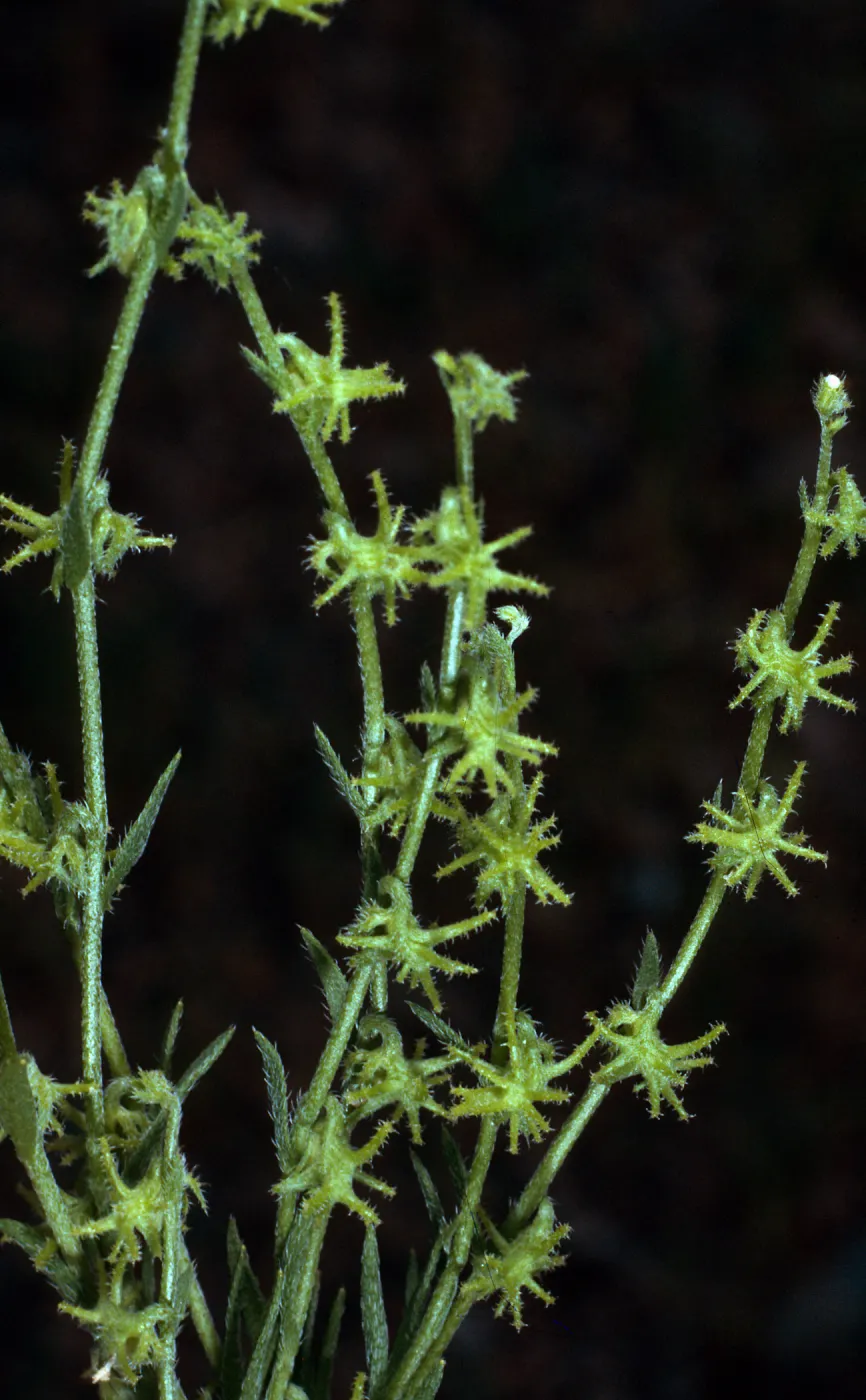 Harpagonella palmeri, Santa Catalina Island