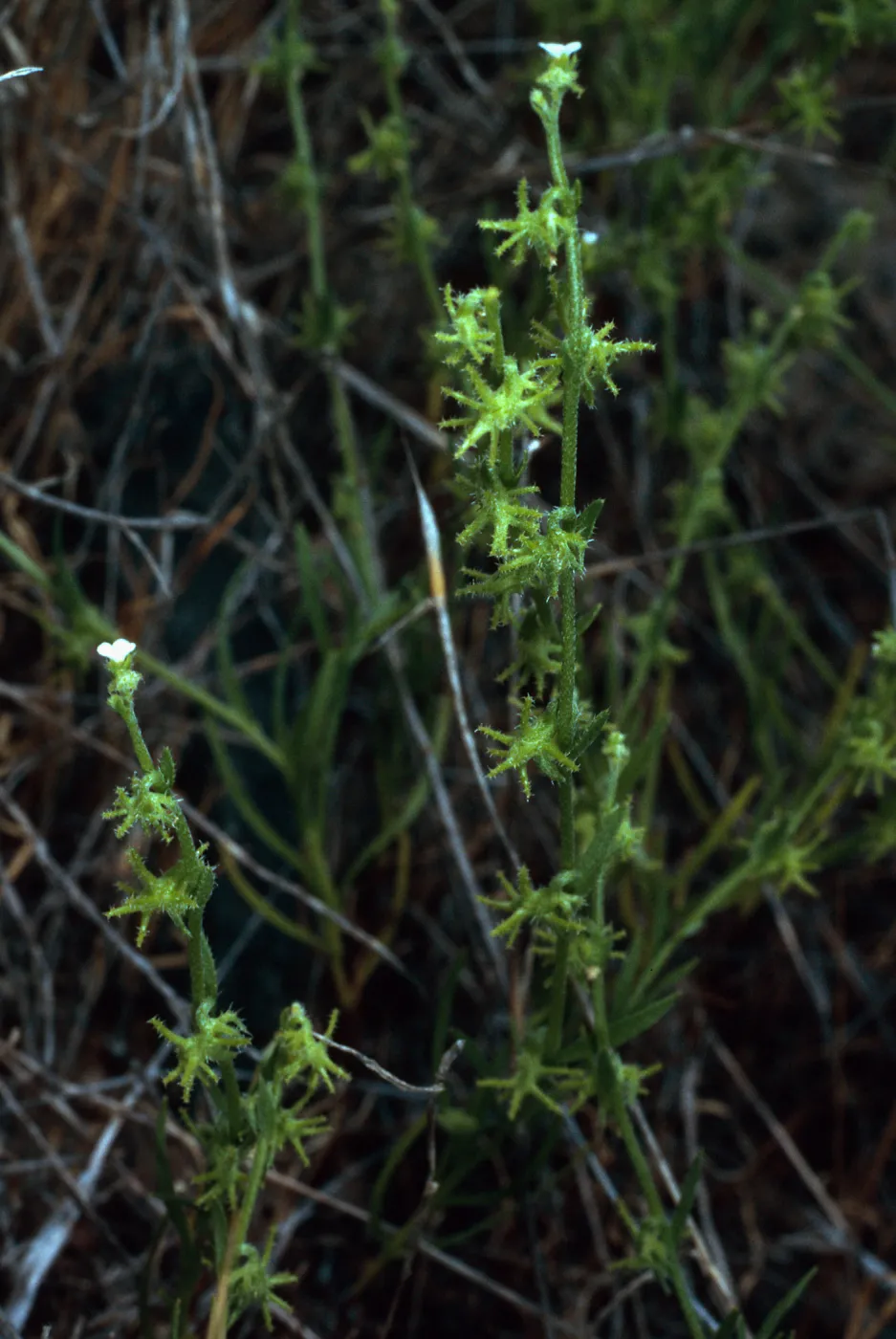 Harpagonella palmeri, Santa Catalina Island