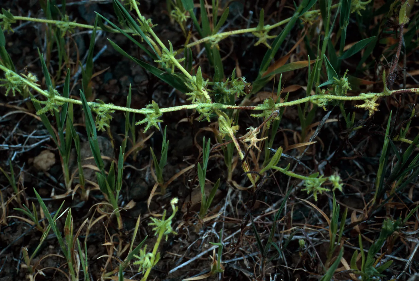 Harpagonella palmeri, Santa Catalina Island
