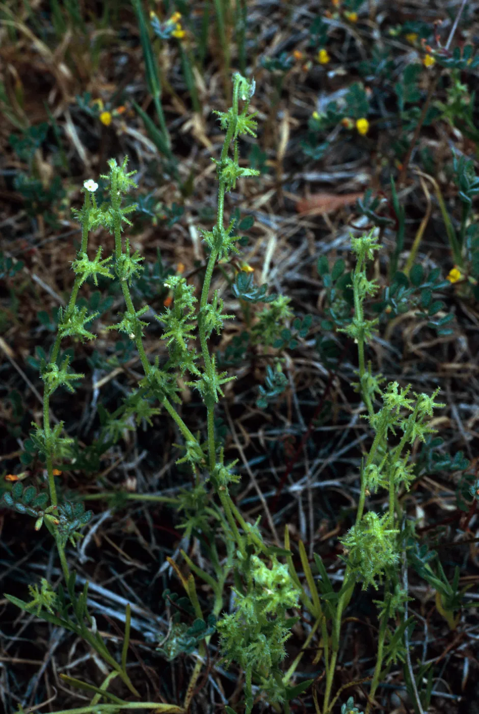 Harpagonella palmeri, Santa Catalina Island
