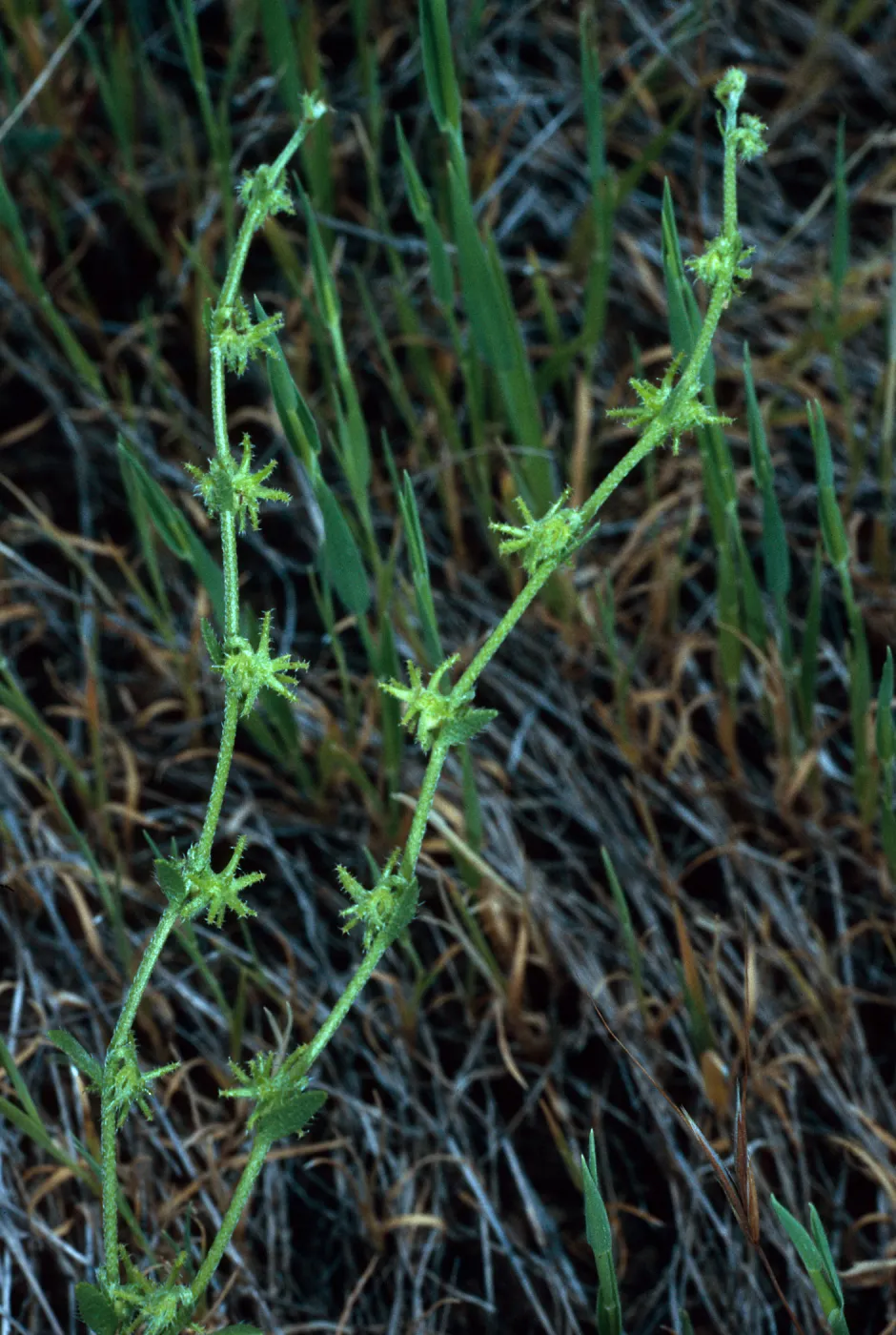 Harpagonella palmeri, Santa Catalina Island