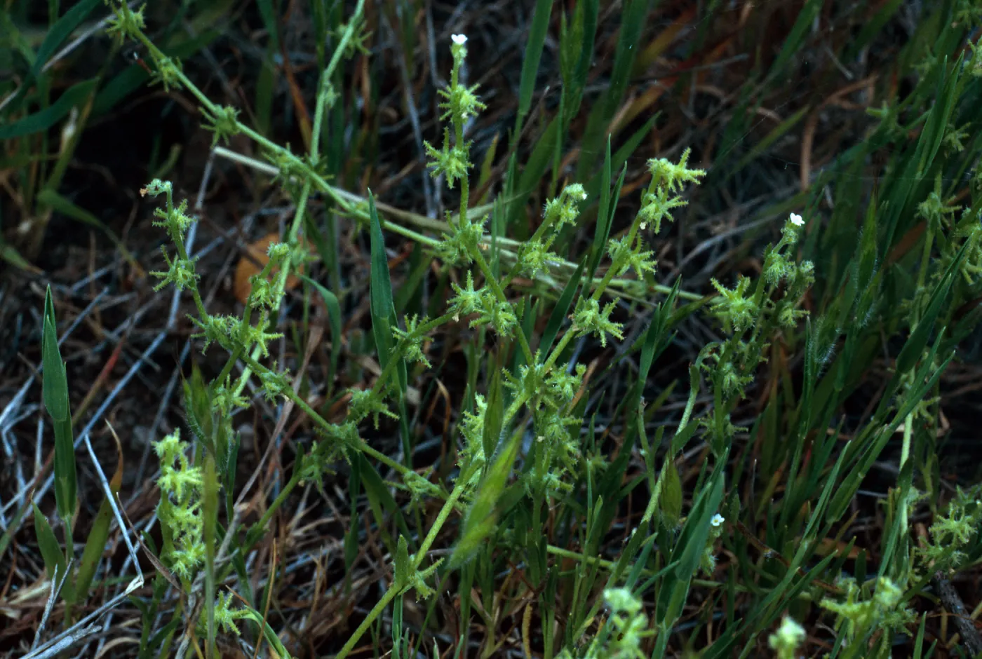 Harpagonella palmeri, Santa Catalina Island