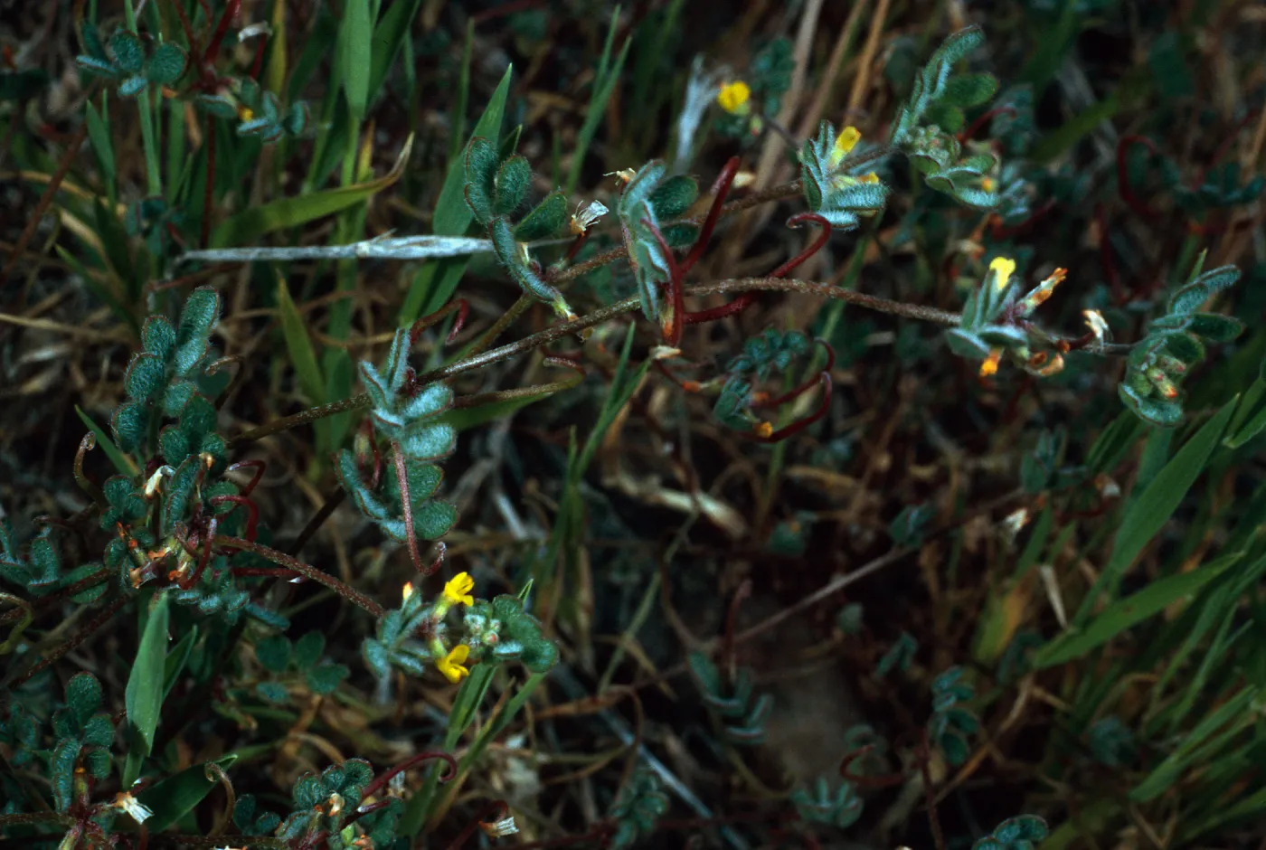 Lotus hamatus, Santa Catalina Island