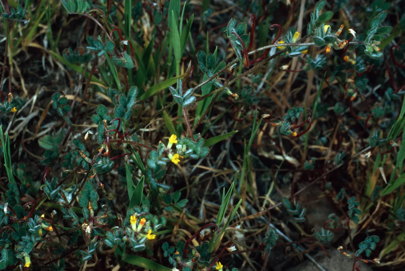 Lotus hamatus, Santa Catalina Island