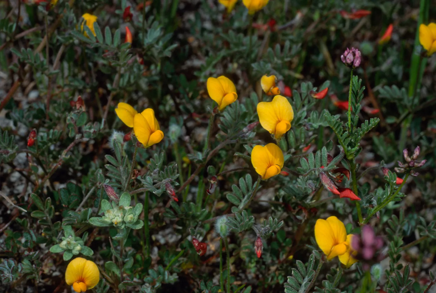Lotus strigosus, Cape Canyon, Santa Catalina Island