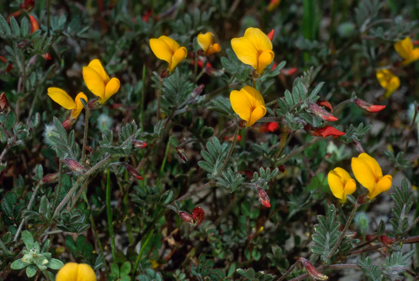 Lotus strigosus, Cape Canyon, Santa Catalina Island