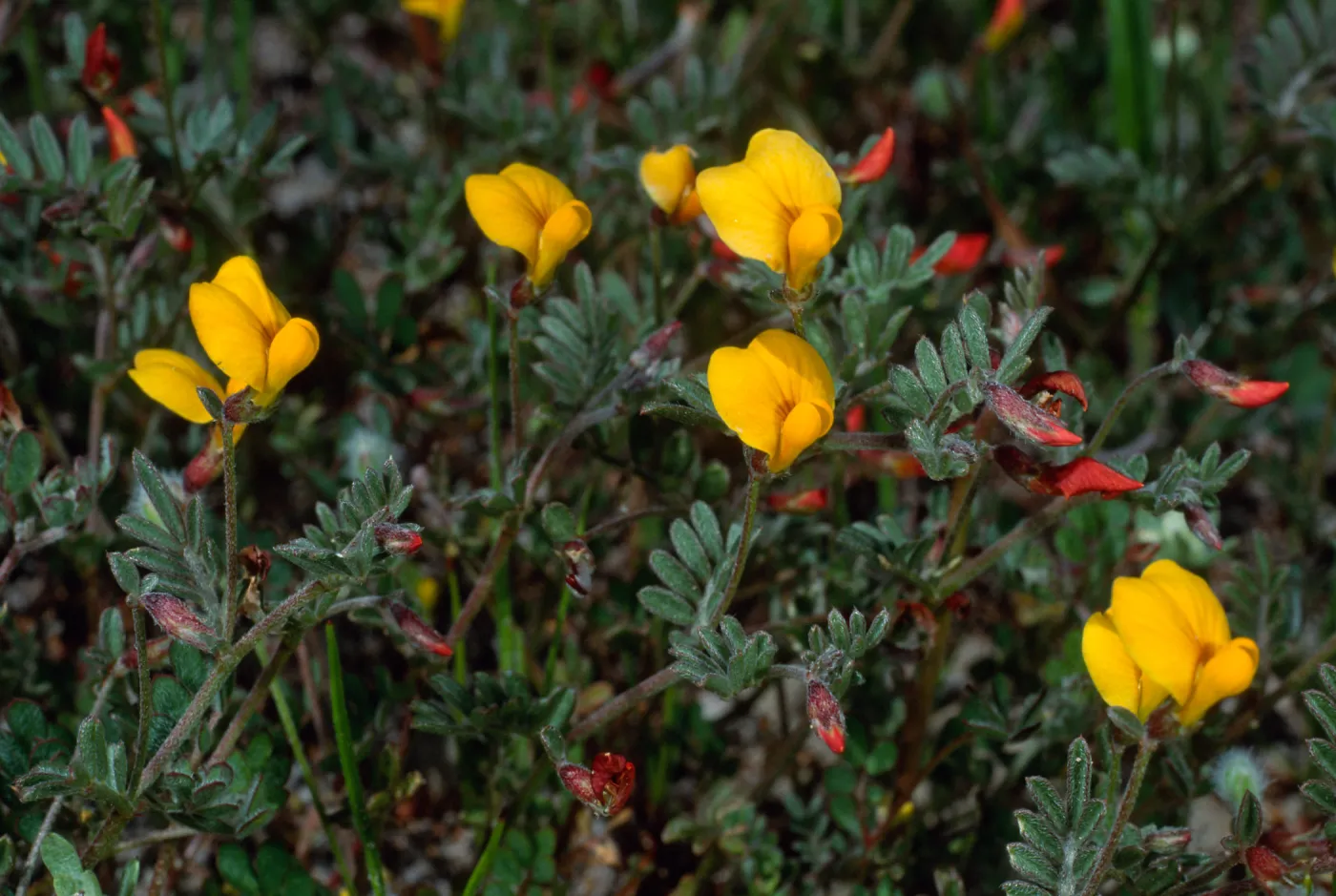 Lotus strigosus, Cape Canyon, Santa Catalina Island