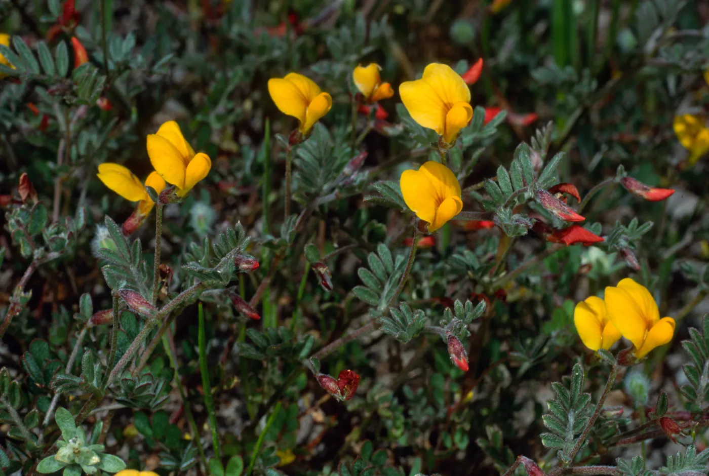 Lotus strigosus, Cape Canyon, Santa Catalina Island