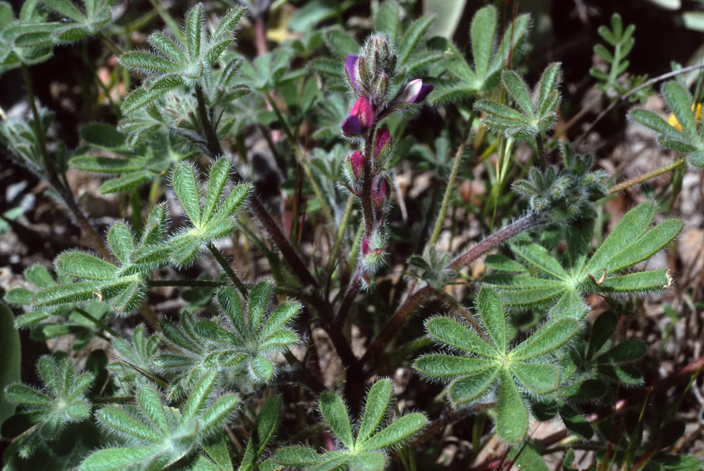Lupiinus concinnus, Cape Canyon, Santa Catalina Island