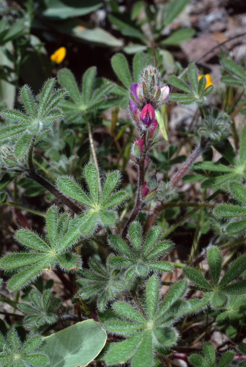 Lupiinus concinnus, Cape Canyon, Santa Catalina Island