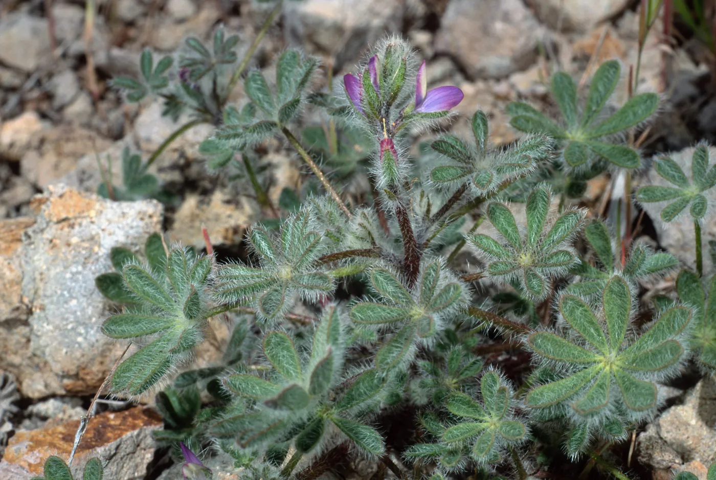 Lupiinus concinnus, Cape Canyon, Santa Catalina Island