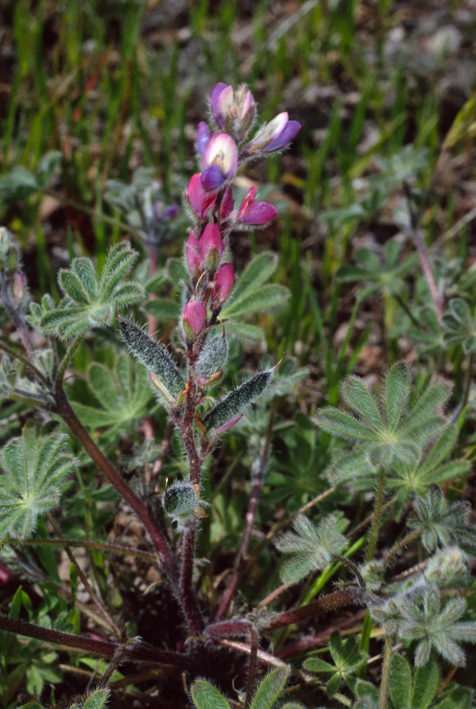 Lupinus concinnus, Santa Catalina Island