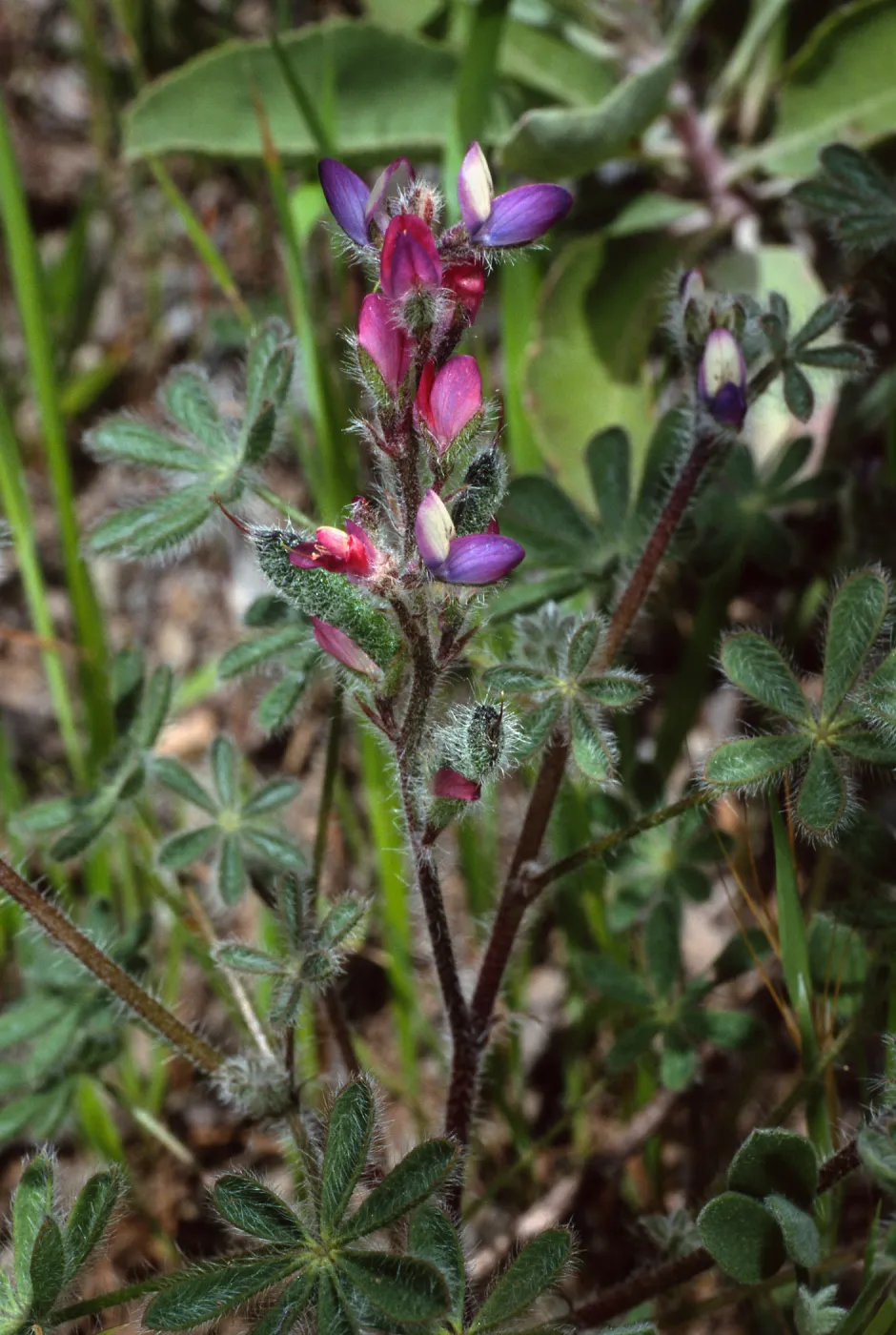 Lupinus concinnus, Cape Canyon, Santa Catalina Island