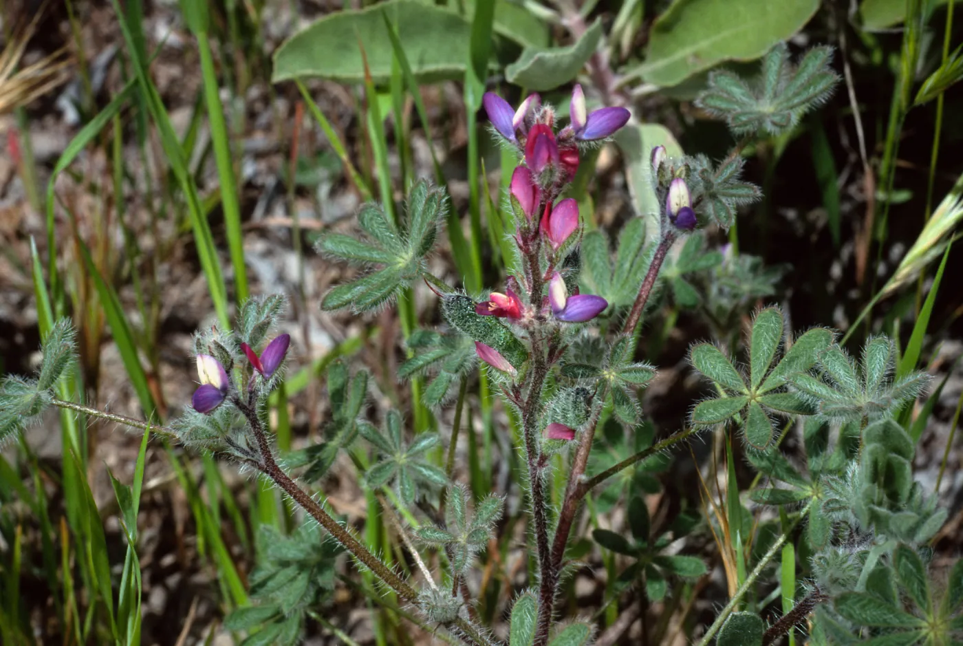Lupinus concinnus, Cape Canyon, Santa Catalina Island