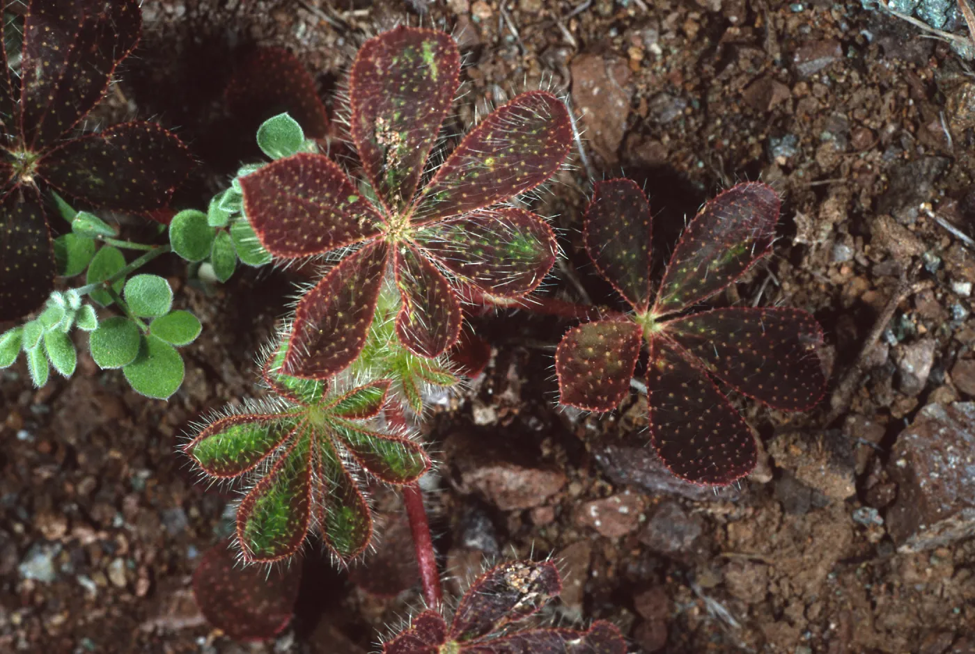 Lupinus hirsutissimus, Cape Canyon, Santa Catalina Island