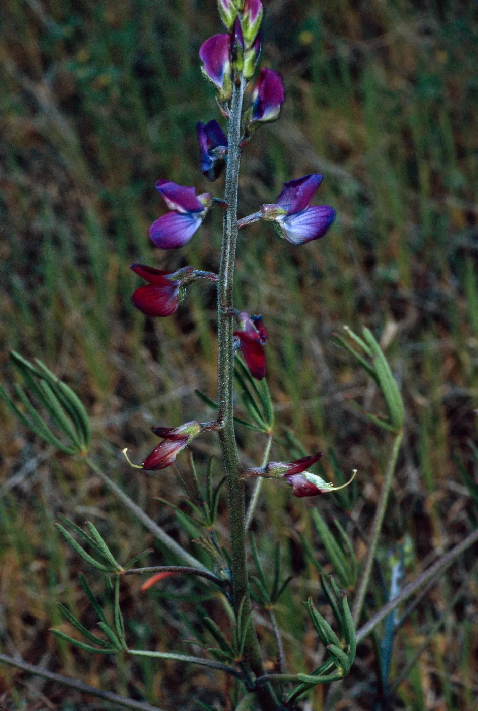 Lupinus truncatus, Santa Catalina Island