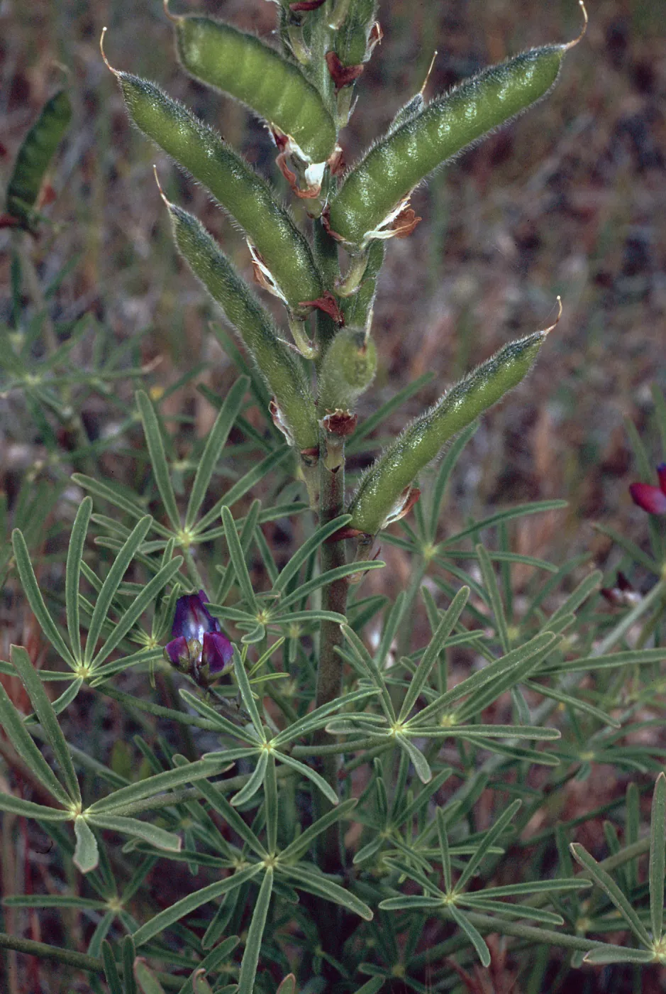 Lupinus truncatus, Santa Catalina Island