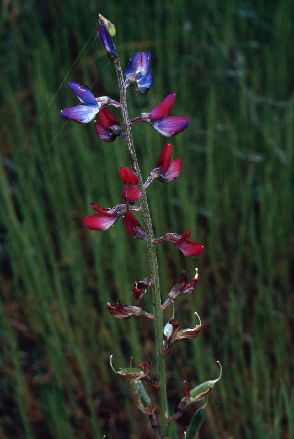Lupinus truncatus, Santa Catalina Island