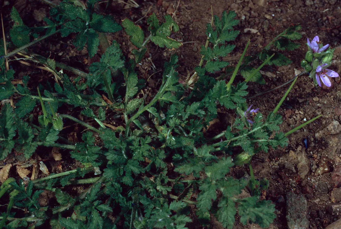 Erodium cicutarium, Avalon Canyon, Santa Catalina Island