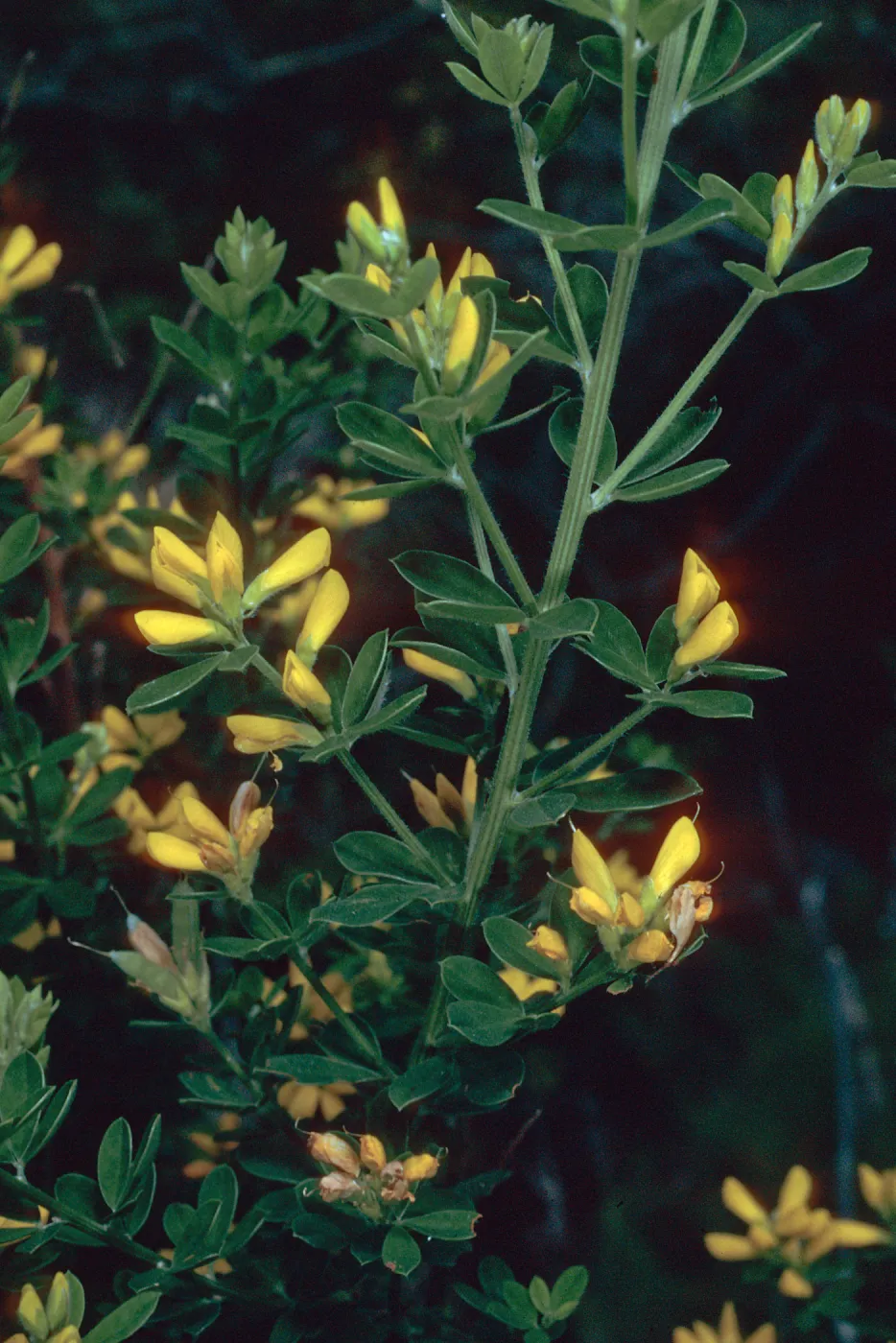 Cytisus, Hermit Gulch Trail, Avalon Canyon, Santa Catalina Island