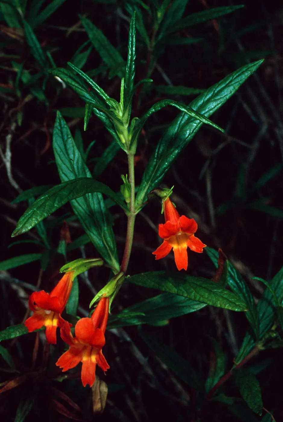 Mimulus, Hermit Gulch Trail, Avalon Canyon, Santa Catalina Island