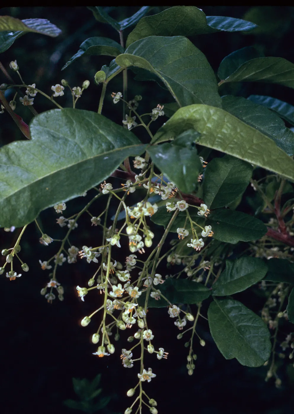 Toxicodendron diversilobum, Hermit Gulch Trail, Santa Catalina Island