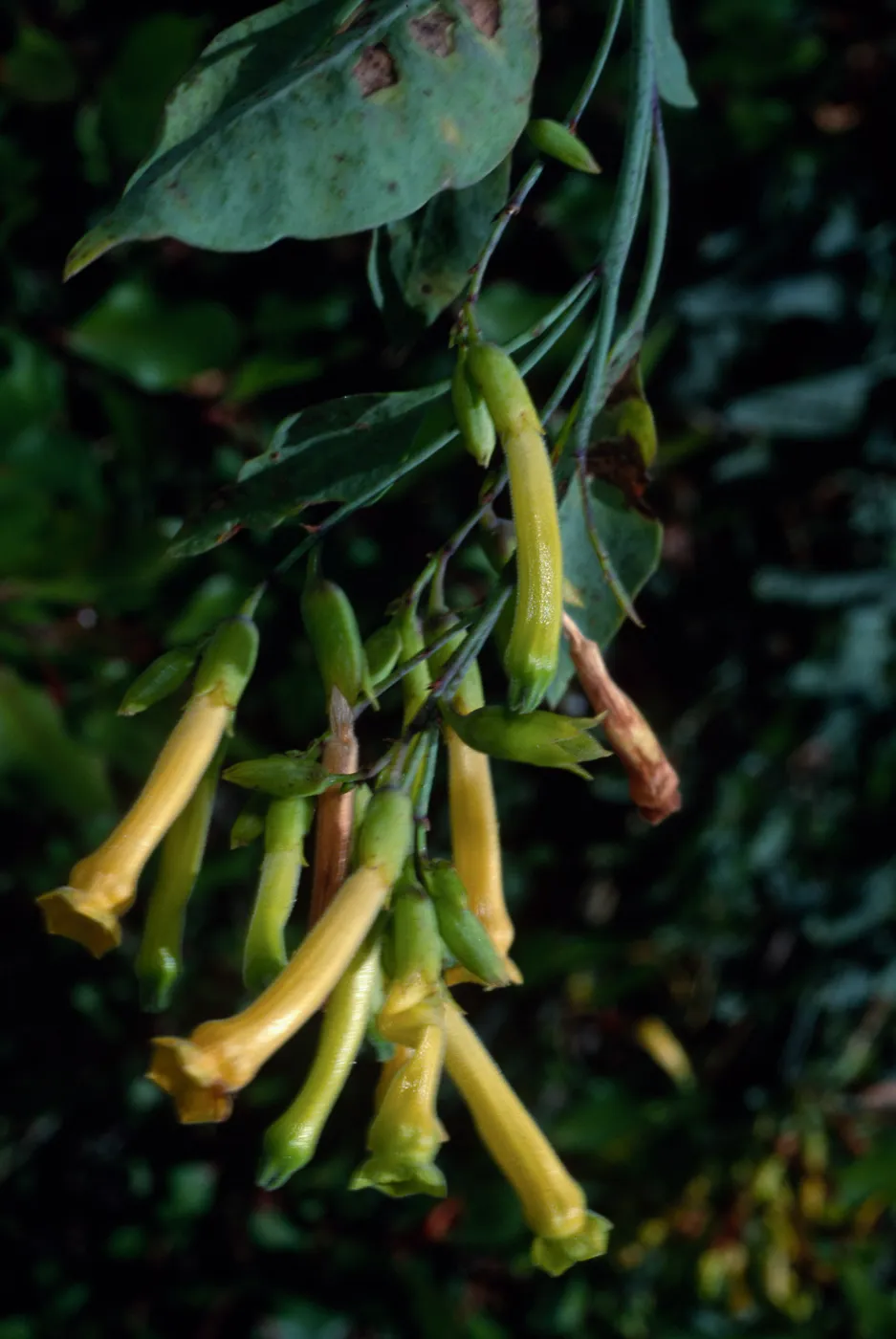 Nicotania glauca, Silver Canyon, Santa Catalina Island