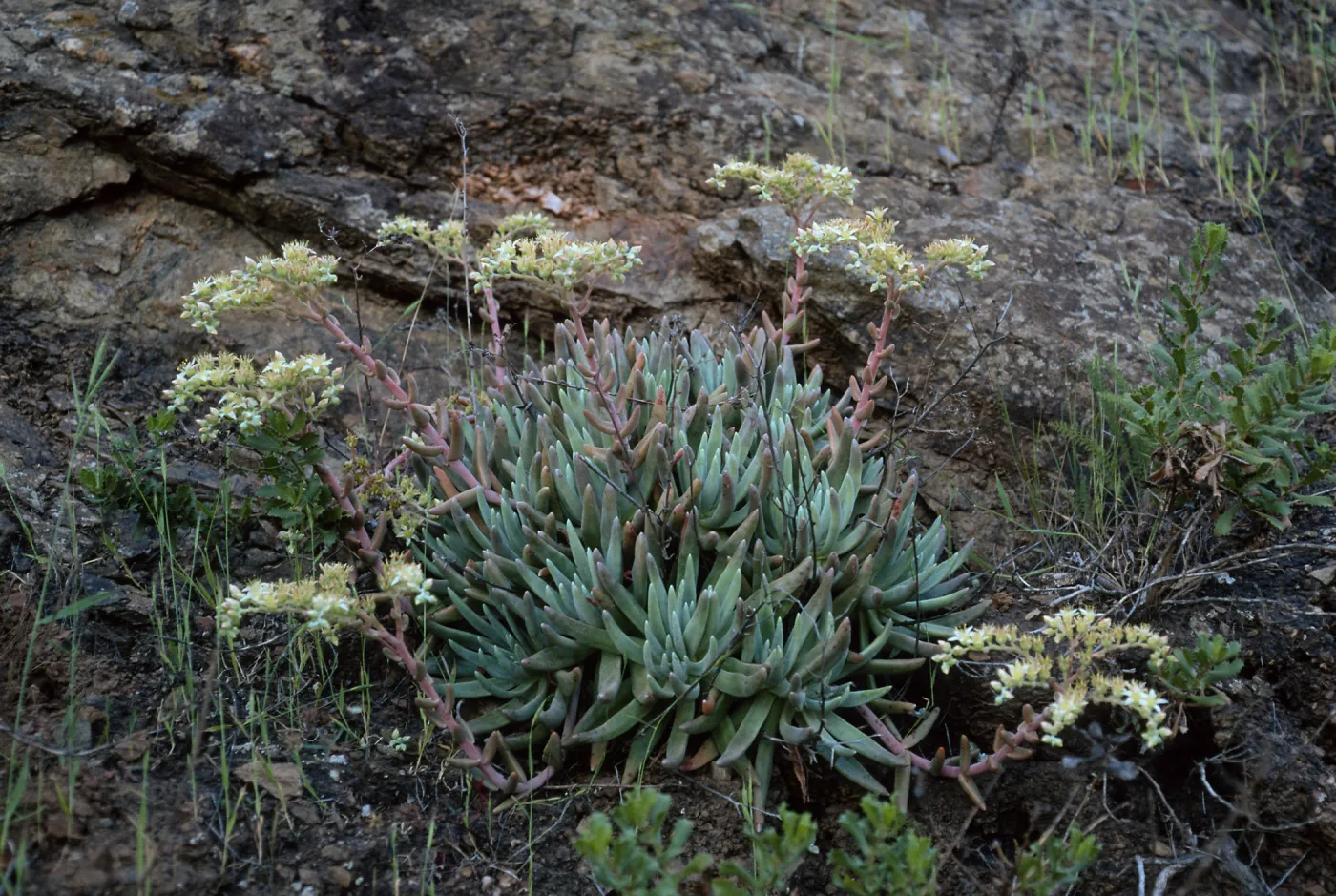 Dudleya hassei, Santa Catalina Island