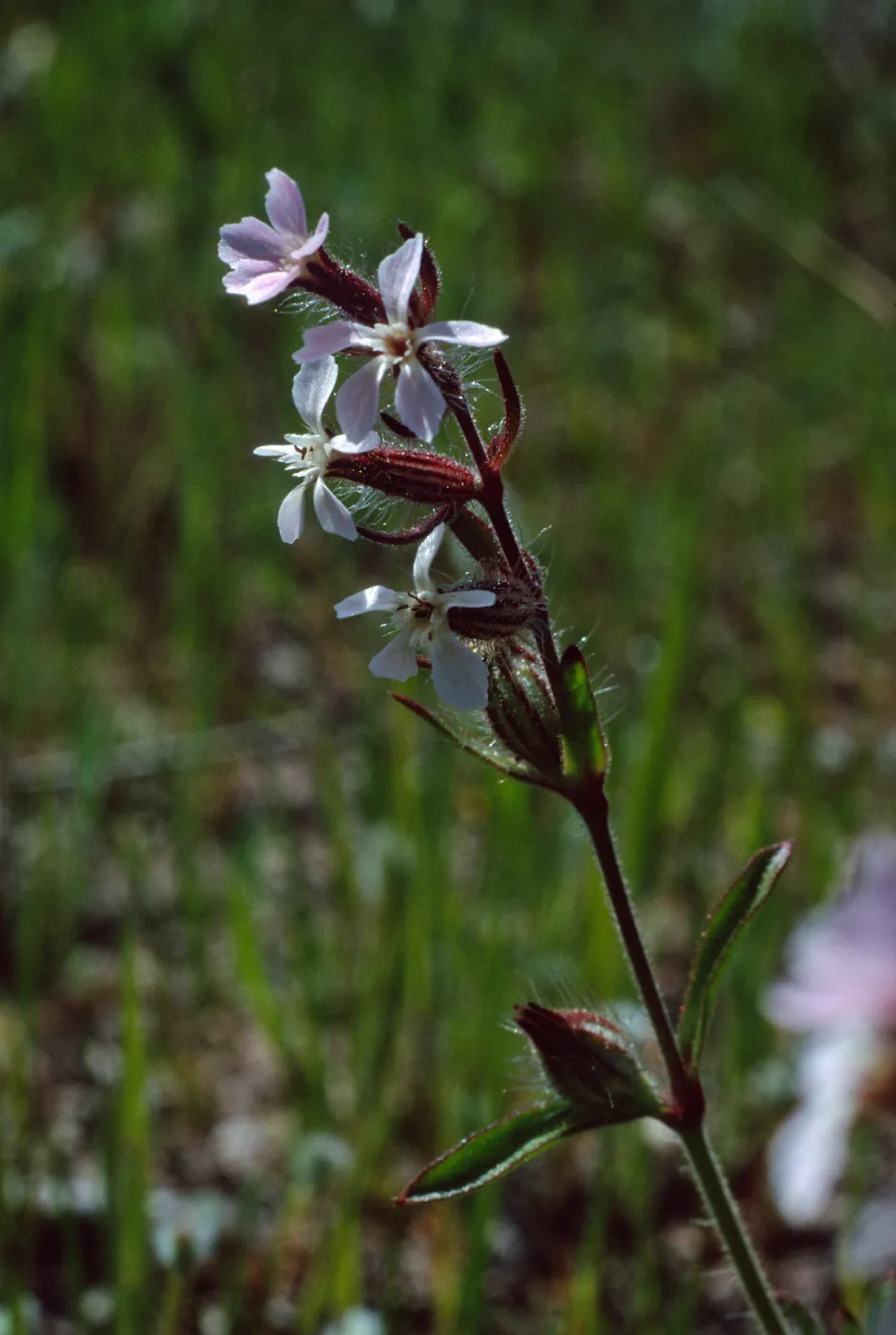 Silene gallica, Cape Canyon, Santa Catalina Island