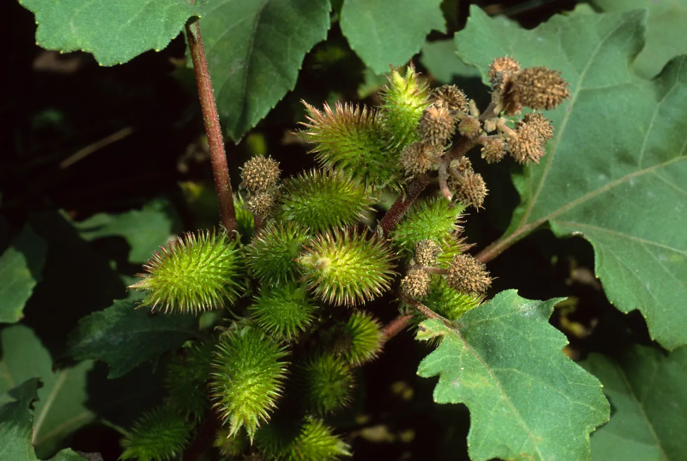 Xanthium strumabrium, Santa Catalina Island